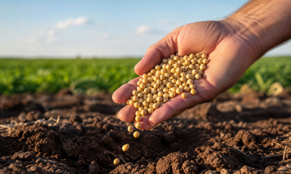 Plantio de soja 26/27 ganha ritmo e alcança 3,4% no Brasil; saiba qual estado lidera avanço