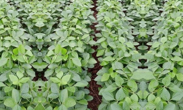 Produtores antecipam plantio da soja para tentar reduzir impactos do El Niño