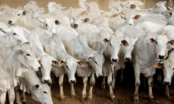 China libera exportação de carne de mais 4 frigoríficos brasileiros; veja quais