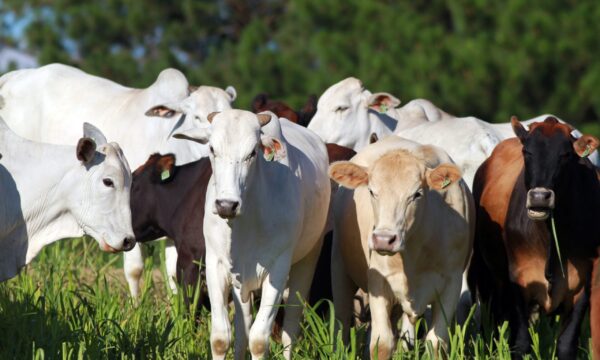 Preços do boi: confira como as cotações da arroba começaram a semana