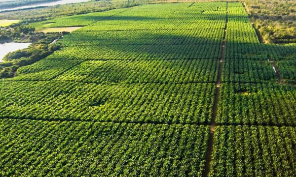 Comércio global virou estratégia geopolítica e Brasil precisa da diplomacia do agro